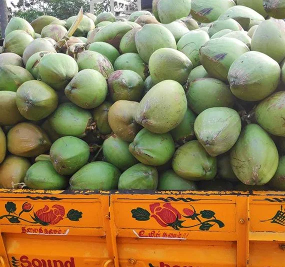 Couconuts