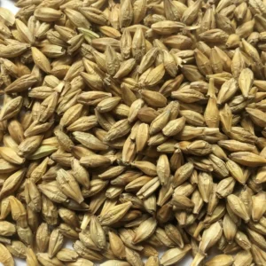 Barley Seeds