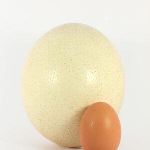 OSTRICH EGGS